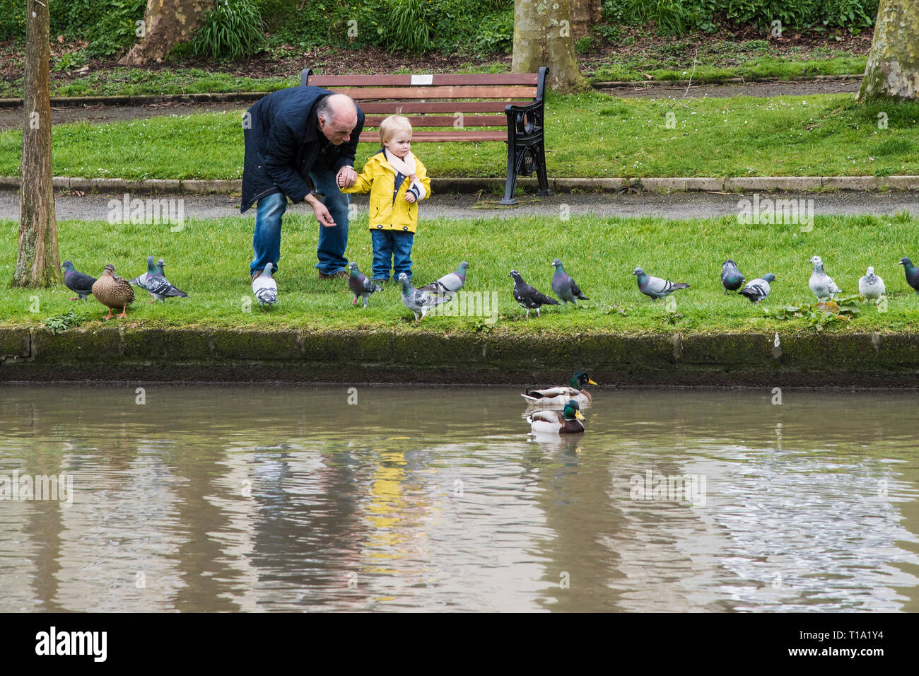 Ein Großvater, der seine jungen Enkel die Enten auf einem See in einem Park. Stockfoto