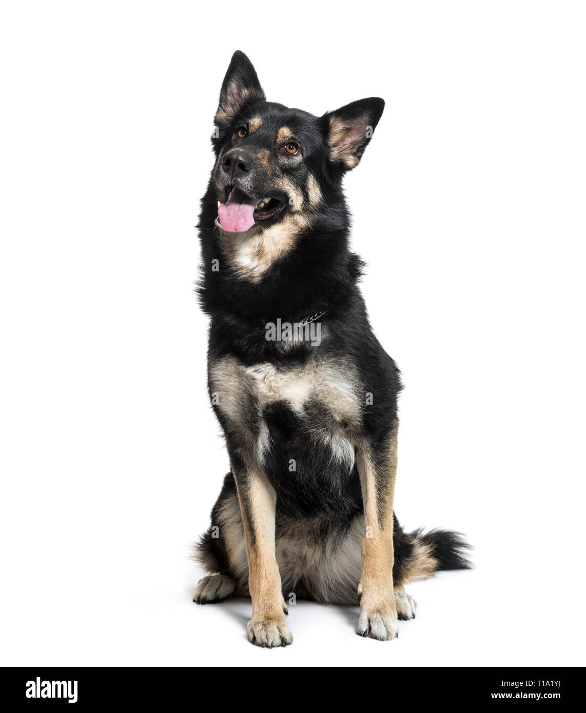 Deutscher Schäferhund vor weißem Hintergrund sitzen Stockfoto