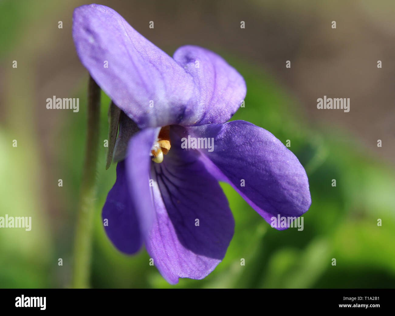 Extrelme Nahaufnahme Bild der kleinen Blume von Viola sororia, auch als die gemeinsame Blau Violett, oder Holz violett bekannt ist, wächst in einer natürlichen Umgebung. Stockfoto