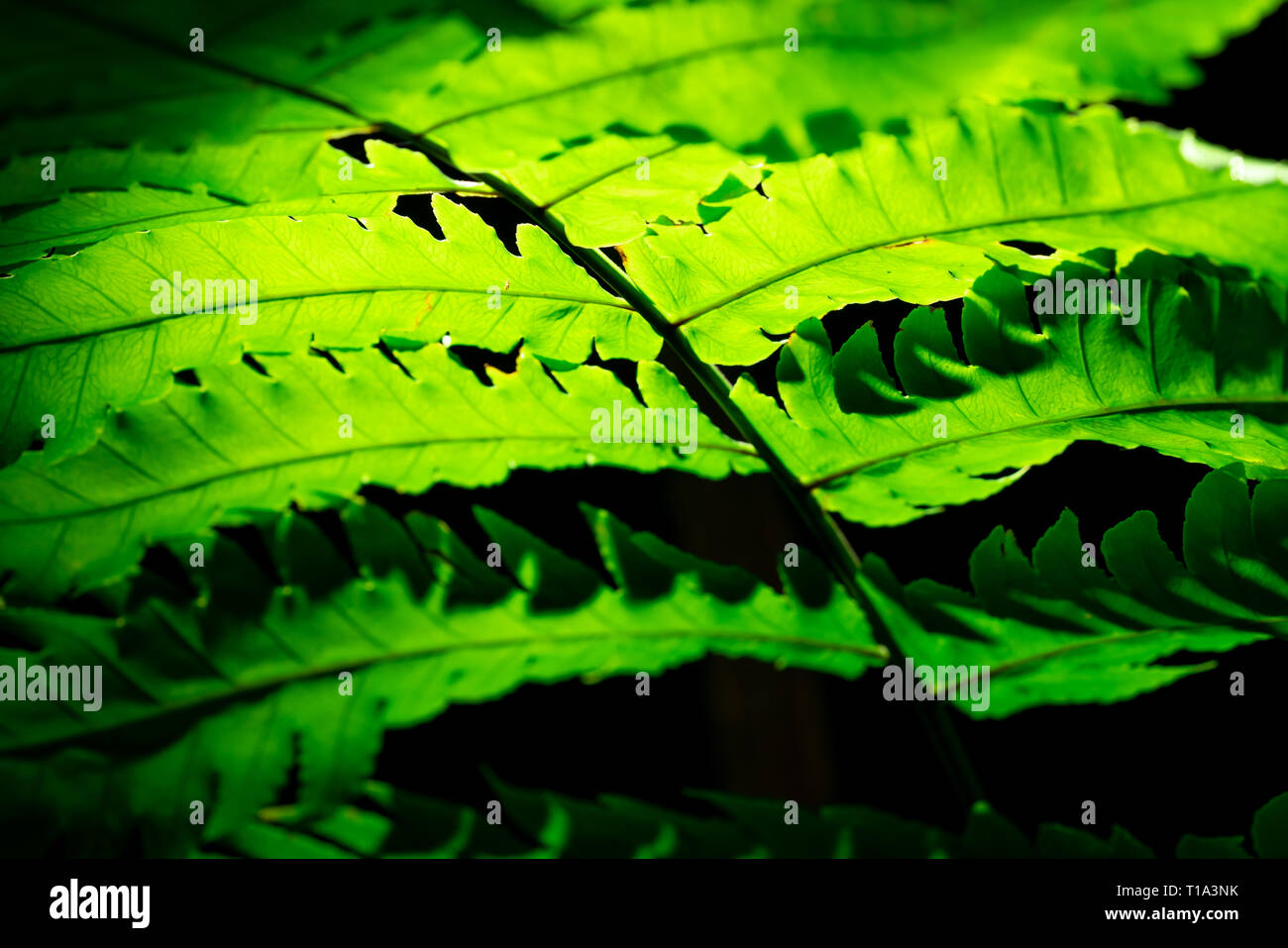 Grünes Blatt mit Sonnenlicht auf dunklem Hintergrund. Natur Hintergrund. Makroaufnahme der Farn Blatt Textur. Farn Blätter im Wald. Sonne scheint durch Farn lea Stockfoto