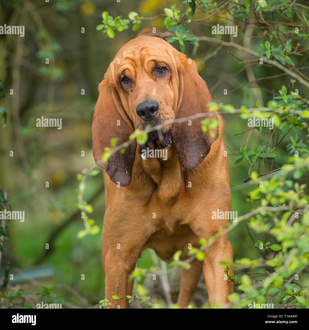 Bloodhound Hund Stockfoto