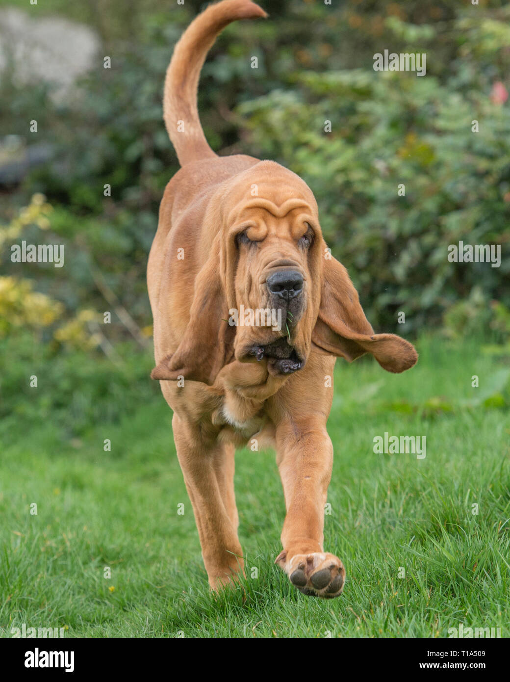 Bloodhound Hund Stockfoto