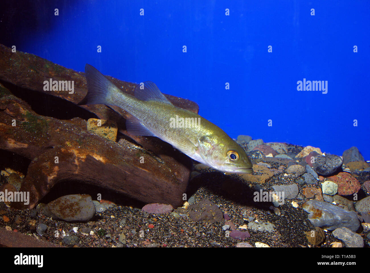 Kinder von Largemouth Black Bass (Micropterus salmoides) Stockfoto