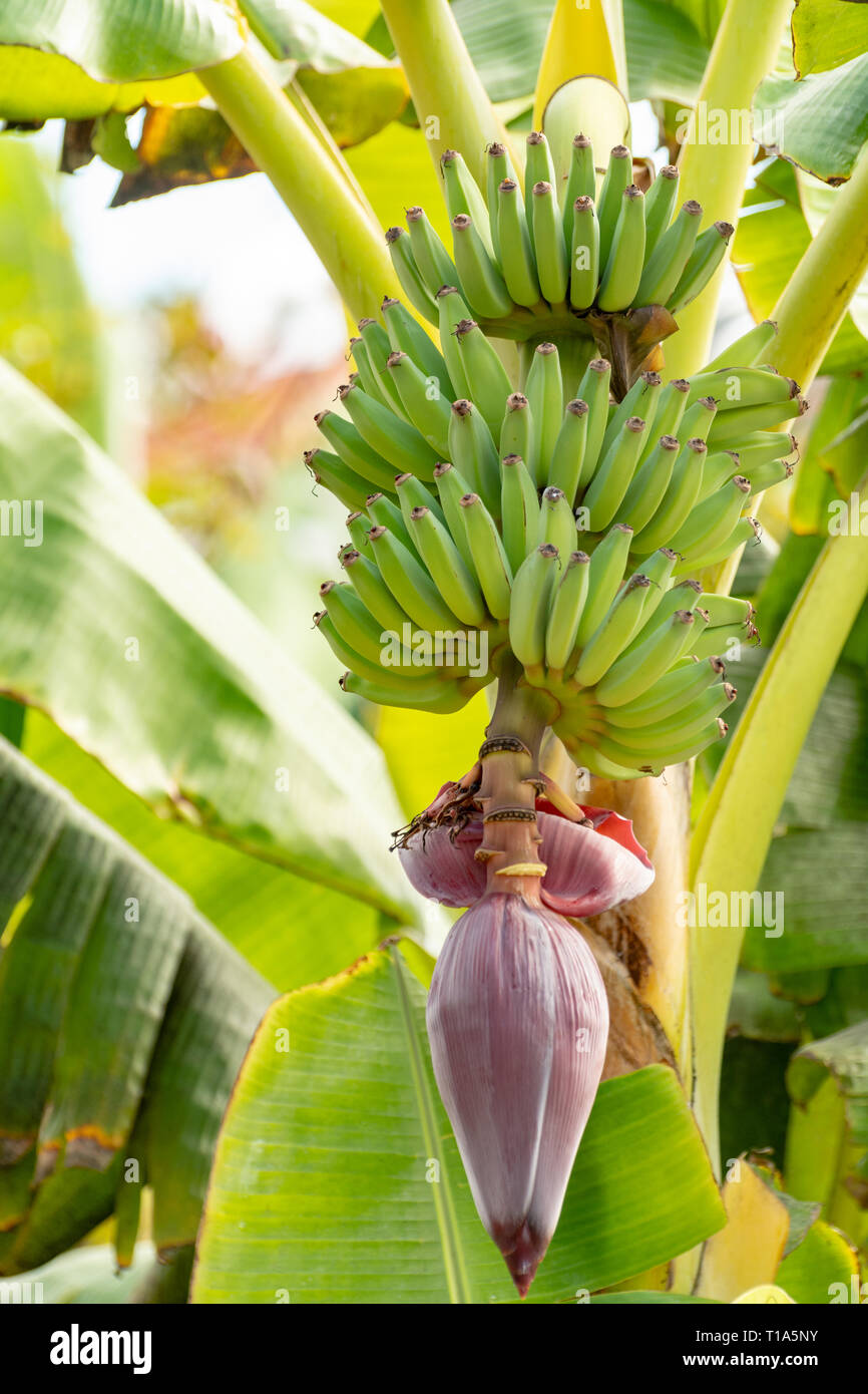 Gran Canaria Bananen Banana Bananas Stockfotos &amp; Gran