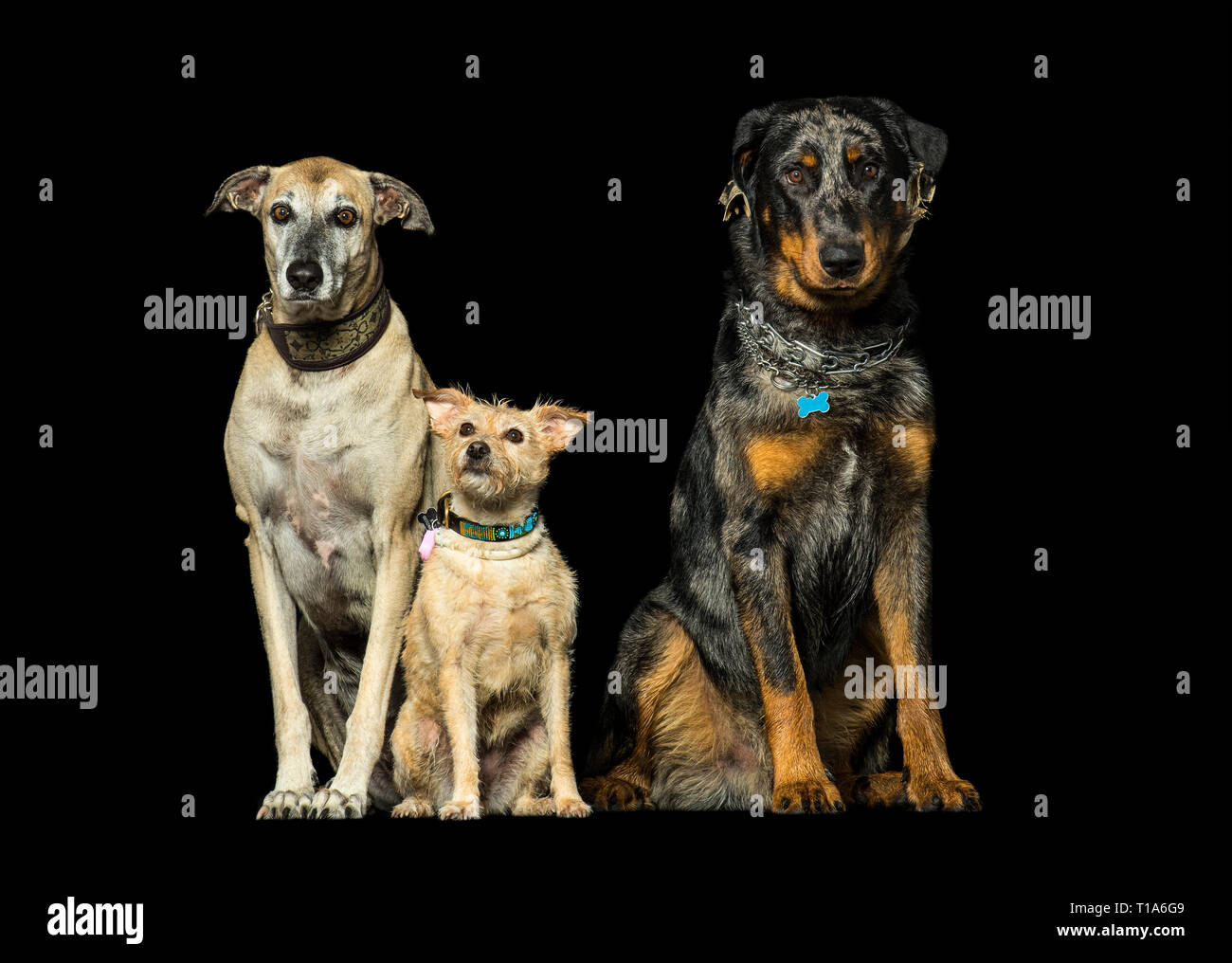 Spanische Galgo, Mixed breed und Beauceron auf schwarzem Hintergrund Stockfoto