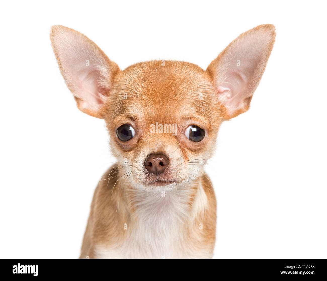 Chihuahua, 4 Monate alt, vor weißem Hintergrund Stockfoto