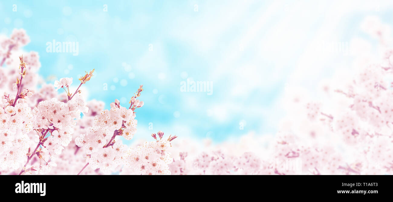 Cherry Tree Frühling rosa Blumen auf den unscharfen Hintergrund blau sonnig. Sakura Blossom. Stockfoto