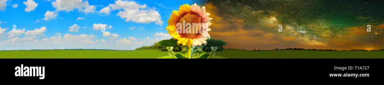 Hintergrund Mit sonnige Sonnenblumen Stockfoto
