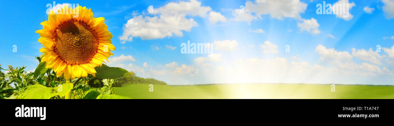 Hintergrund Mit sonnige Sonnenblumen Stockfoto