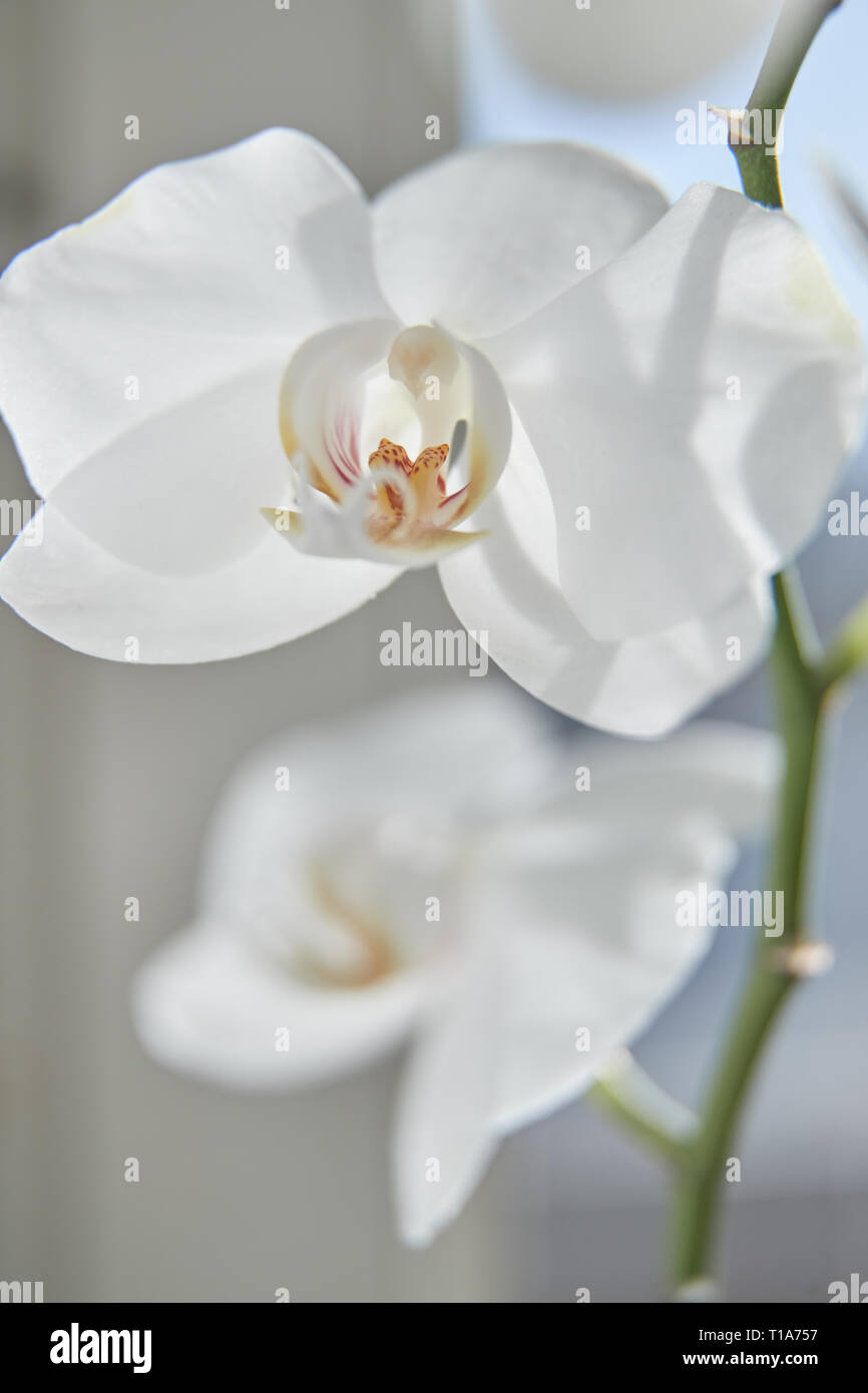 Weiße Orchideen auf Sonnenlicht, die grüne Knospe, eine neue Blüte, ein Schmetterling, Makro, Phalaenopsis, Doritis Kingidium, Grafia,,,, Kingiella Lesliea Synadena, S Stockfoto