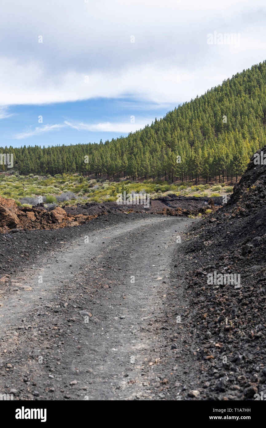 Vier von vier zugänglich Track und Route in der chinyero Bereich mit vulkanischen Landschaft und Kiefernwald, Teneriffa, Kanarische Inseln, Spanien Stockfoto