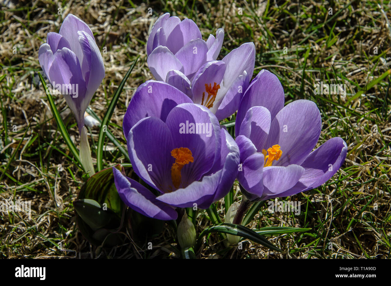 Crocus eine Gattung von Blütenpflanzen in der iris Familie bestehend aus 90 Arten von Stauden wachsen aus Knollen. Viele sind für Ihre Blumen angebaut. Stockfoto