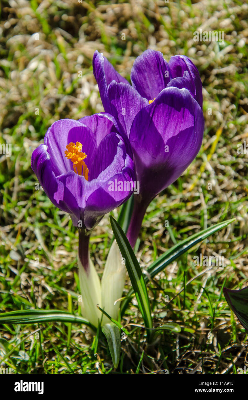 Crocus eine Gattung von Blütenpflanzen in der iris Familie bestehend aus 90 Arten von Stauden wachsen aus Knollen. Viele sind für Ihre Blumen angebaut. Stockfoto
