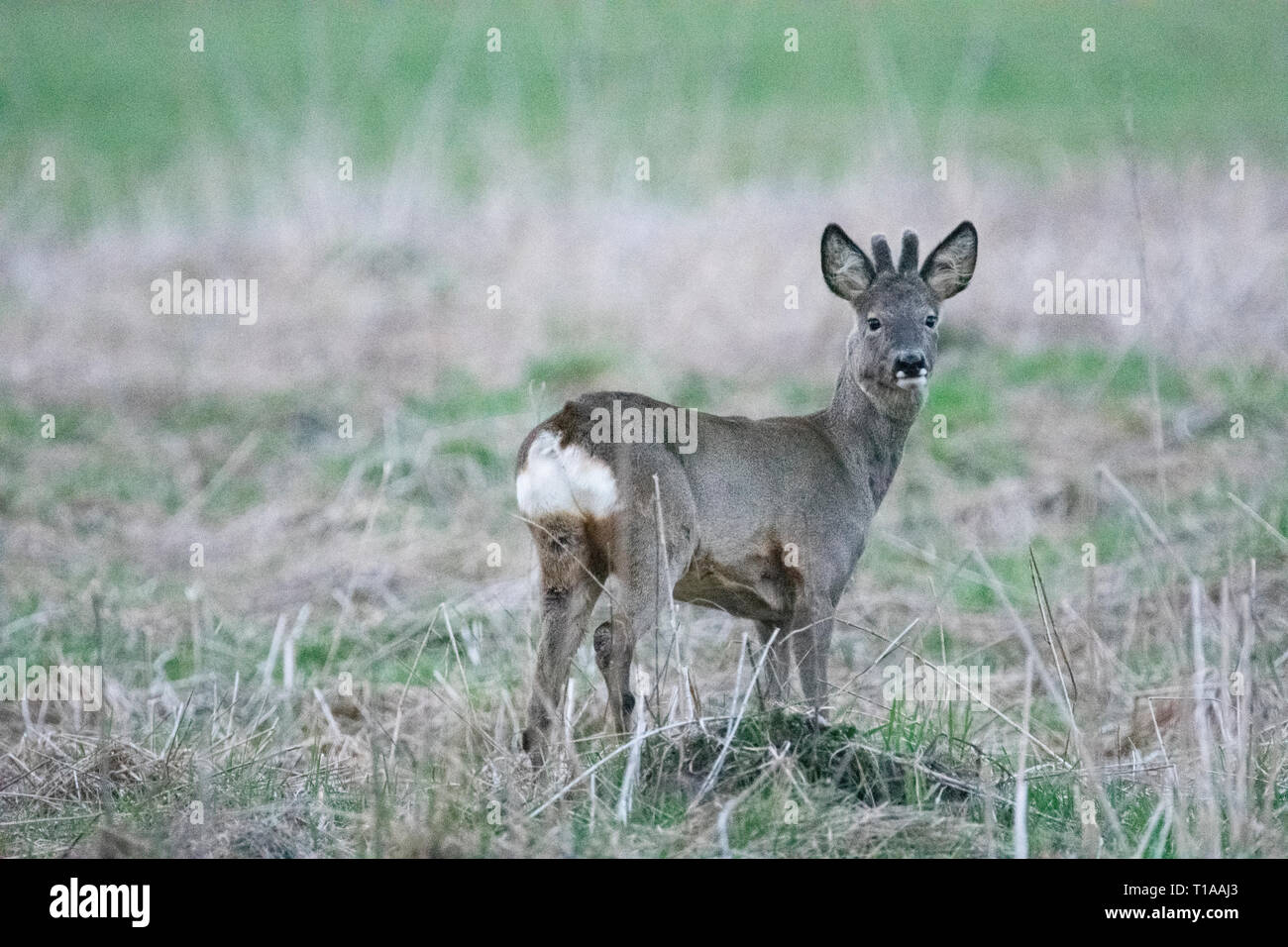 Wenig Rehe an den Fotografen suchen Stockfoto