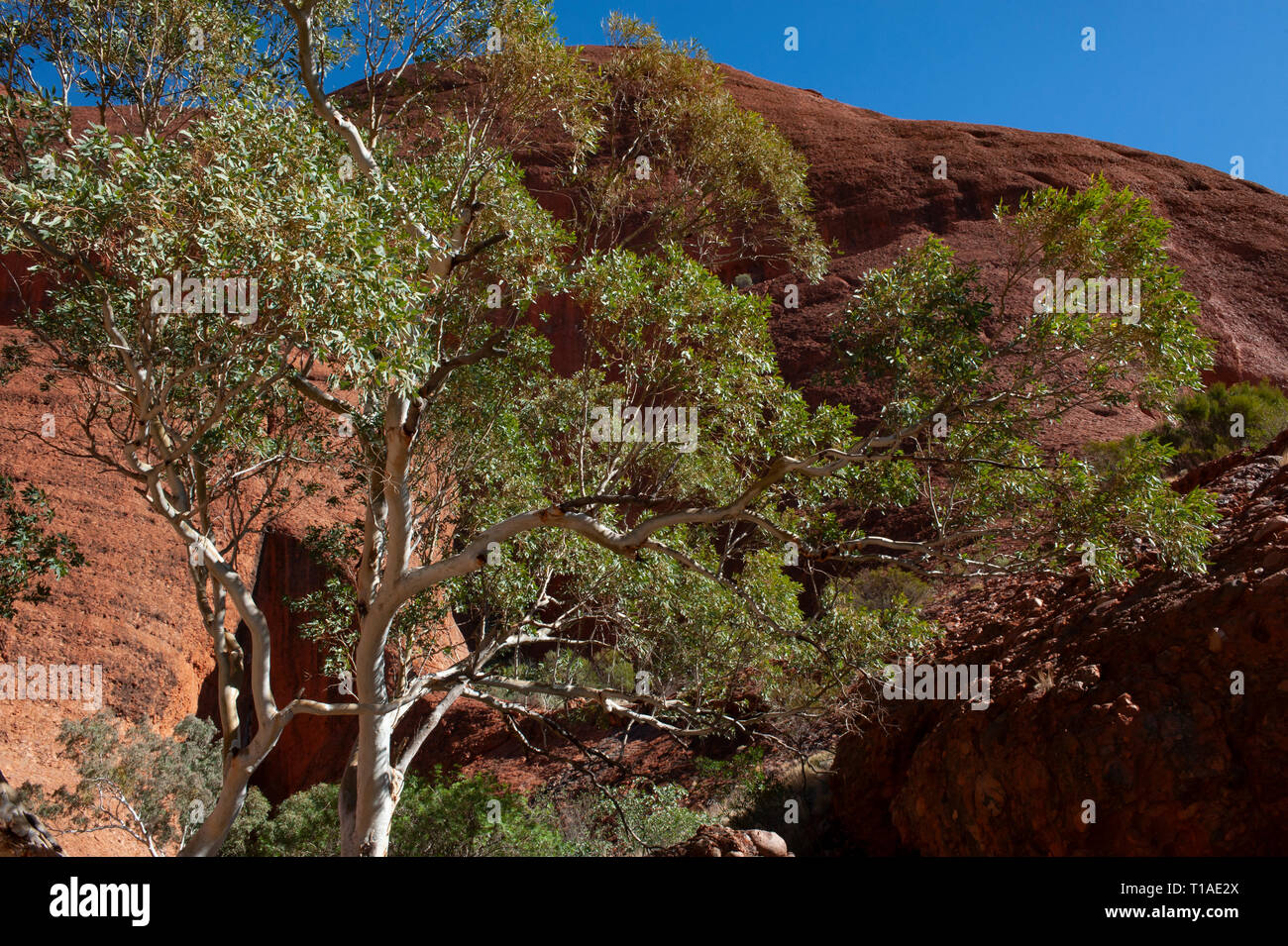 Kata Tjuta Stockfoto