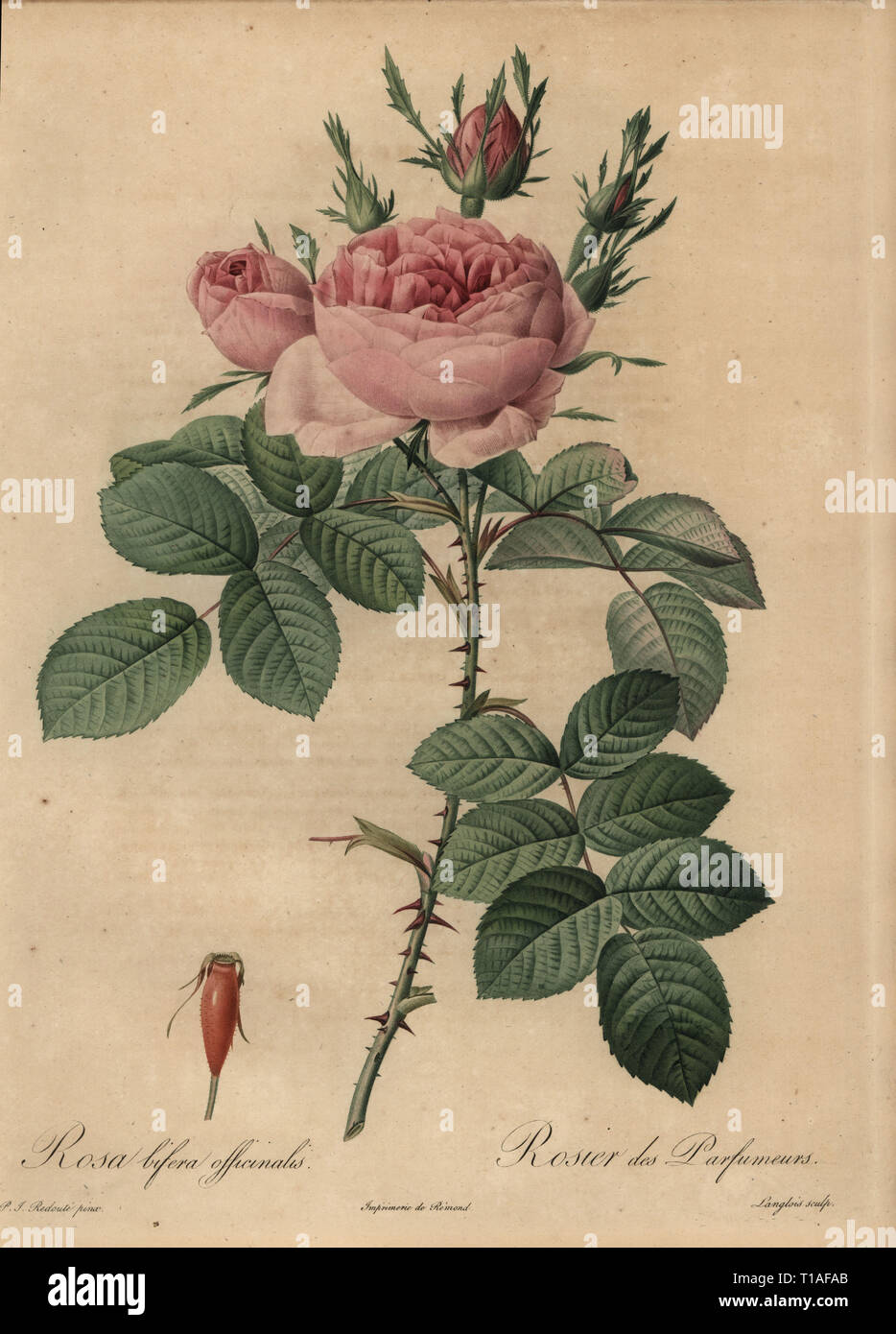 Rosa Hybride Rose Rosa Bifera Officinalis Rosier Des Parfumeurs Rosier Damaszener D Autumne Dichtflache Kupferstich Von Pierre Gabriel Langlois Handkoloriert A La Poupee Nach Einem Botanischen Illustration Von Pierre Joseph Redoute Aus Der Ersten