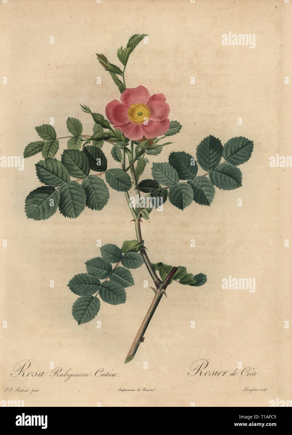 Rosa sweetbriar Rose, Rosa rubiginosa cretica, Rosier de Kreta. Dichtfläche Kupferstich von Pierre Gabriel Langlois handkoloriert a la poupee nach einem botanischen Illustration von Pierre-Joseph Redoute aus der ersten Folio-ausgabe von Les Roses, Firmin Didot, Paris, 1817. Stockfoto