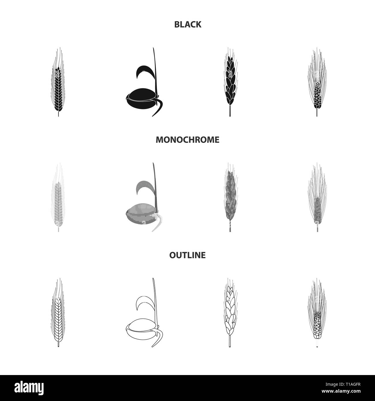 Saatgut, Feder, Gerste, Winter, Wachsen, Spike, root, Hartweizen, Sämling, Mehl, Stadien, Zuschneiden, sprießen, Kleie, Maisfeld, Keimung, Getreide, Stroh, Prozess, Lebensmittel, Grün, Wiese, Plantation, Gold, ländliche Entwicklung, Landwirtschaft, Landwirtschaft, Roggen, Weizen, Mais, Getreide, Ernte, Bauernhof, Feld, Set, Vector, Icon, Illustration, isoliert, Sammlung, Design, Element, Grafik, Vektor, Vektoren, Stock Vektor