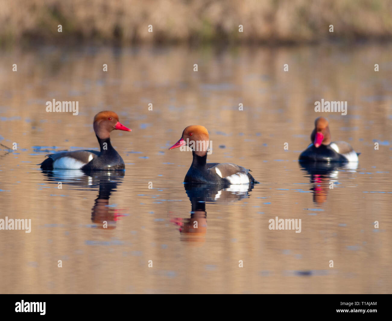 Kolbenente (Netta rufina) - junge Männer auf der Donau Kanal Stockfoto