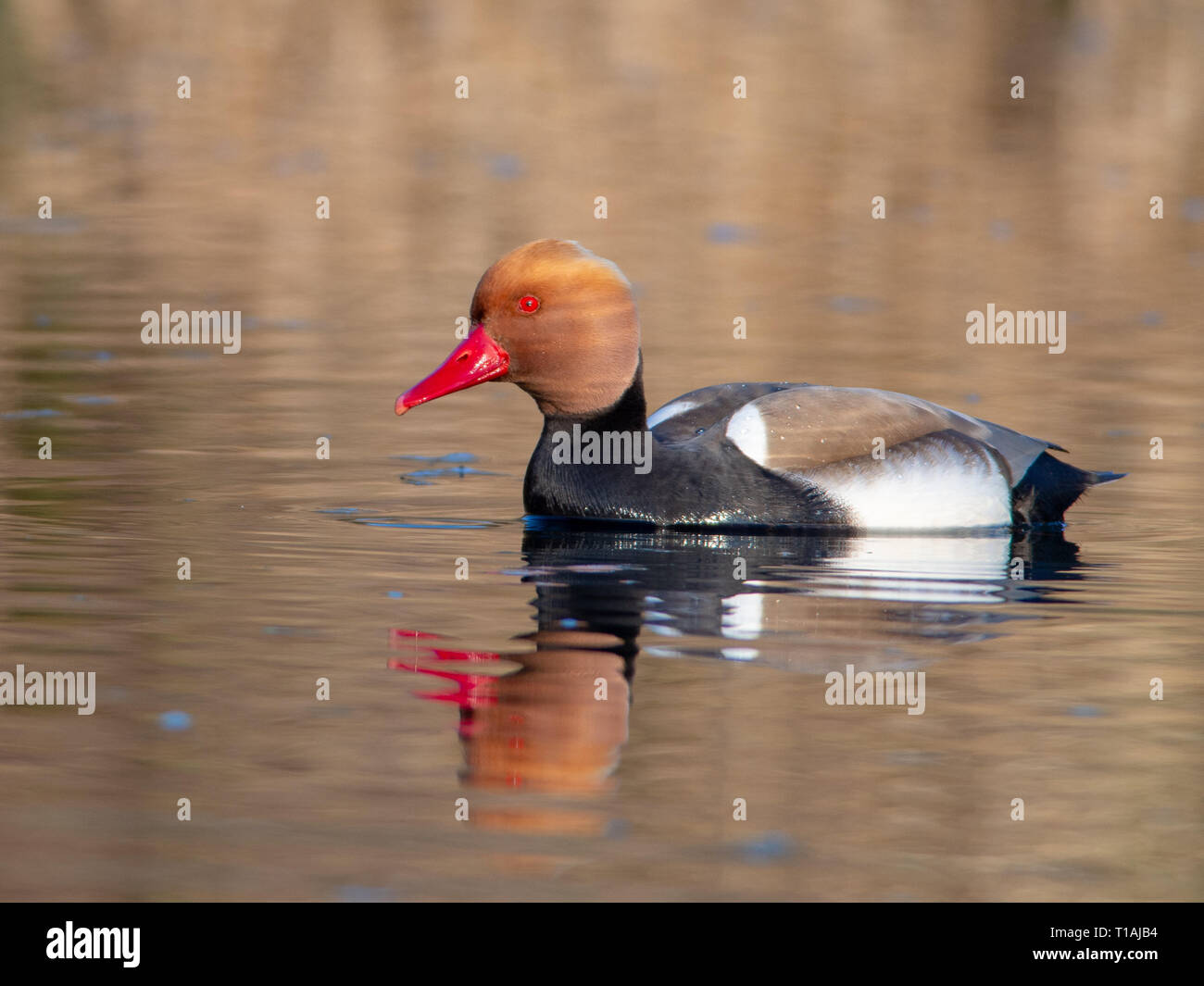 Kolbenente (Netta rufina) auf der Donau Kanal Stockfoto