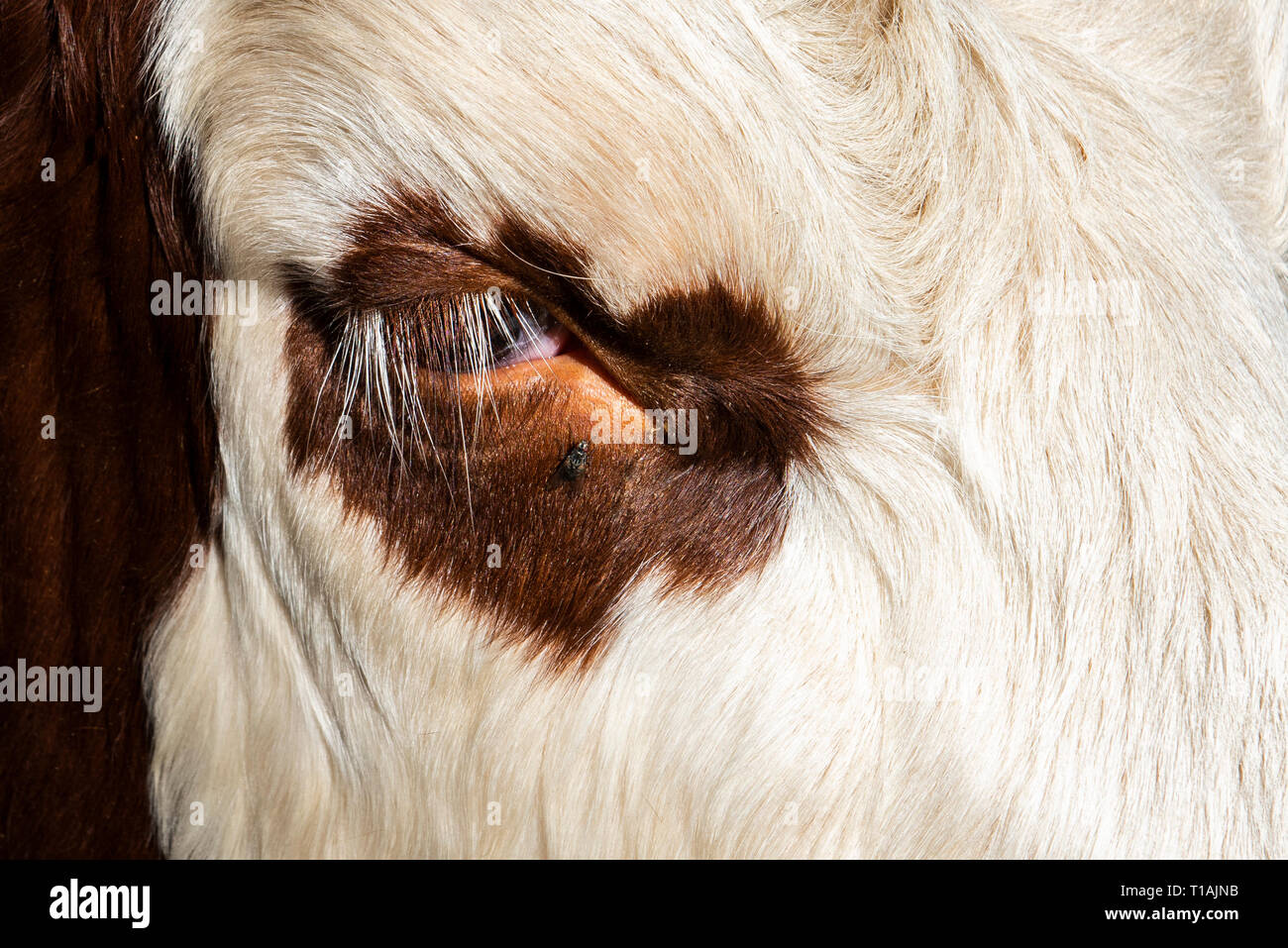 Auge mit Fliegen einer Kuh der Rasse Abondance in den Französischen Alpen. Stockfoto