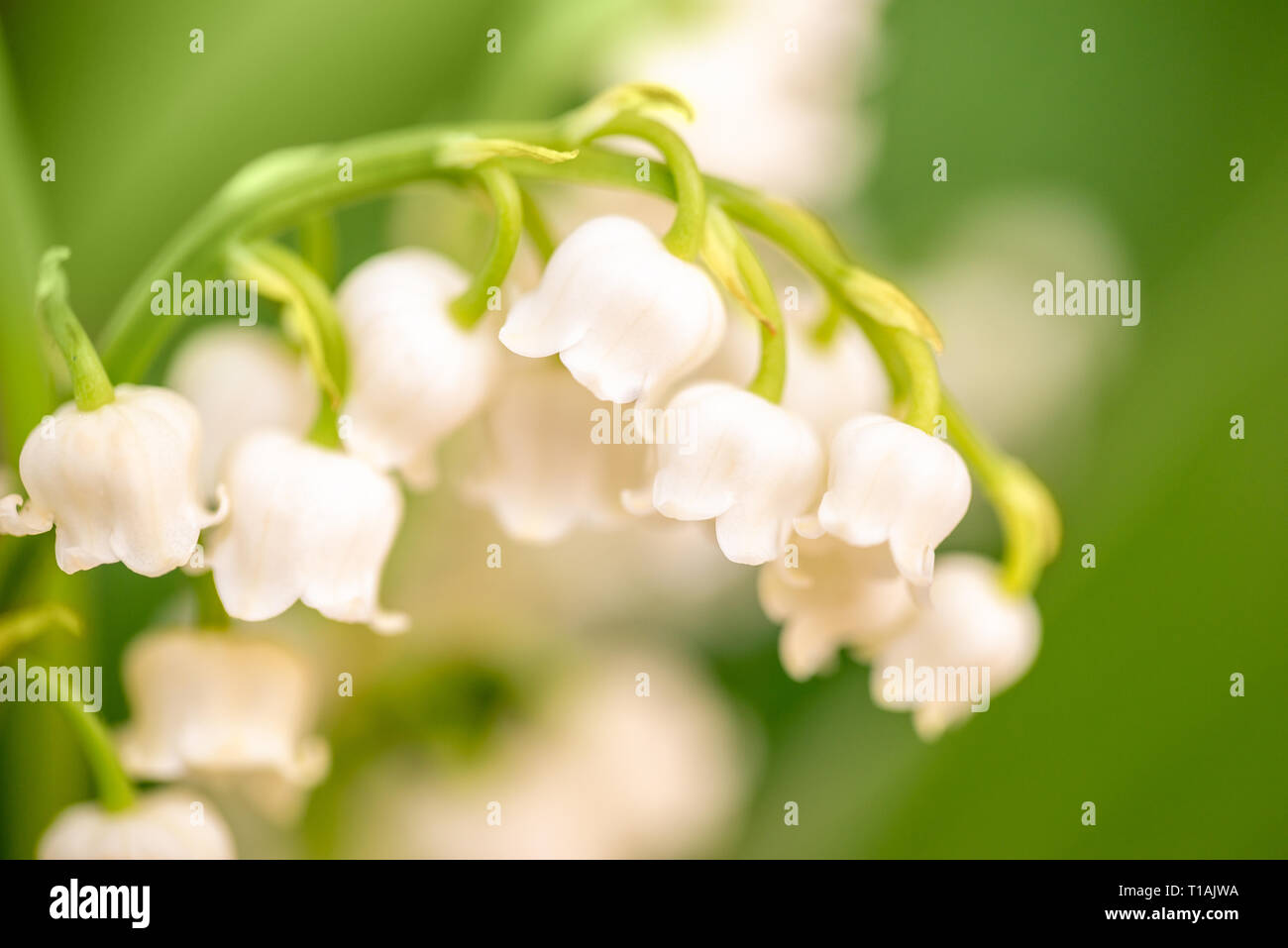 Maiglöckchen Blume, Nahaufnahme, grün Natur Hintergrund. 1. Mai, Tag der Arbeit Symbol Stockfoto
