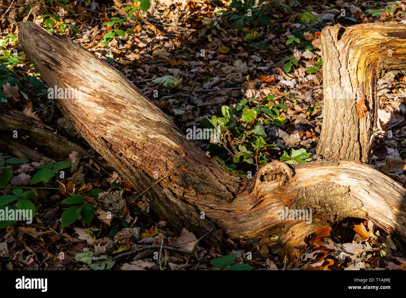 Gefallenen Baum im Pool von Licht Stockfoto