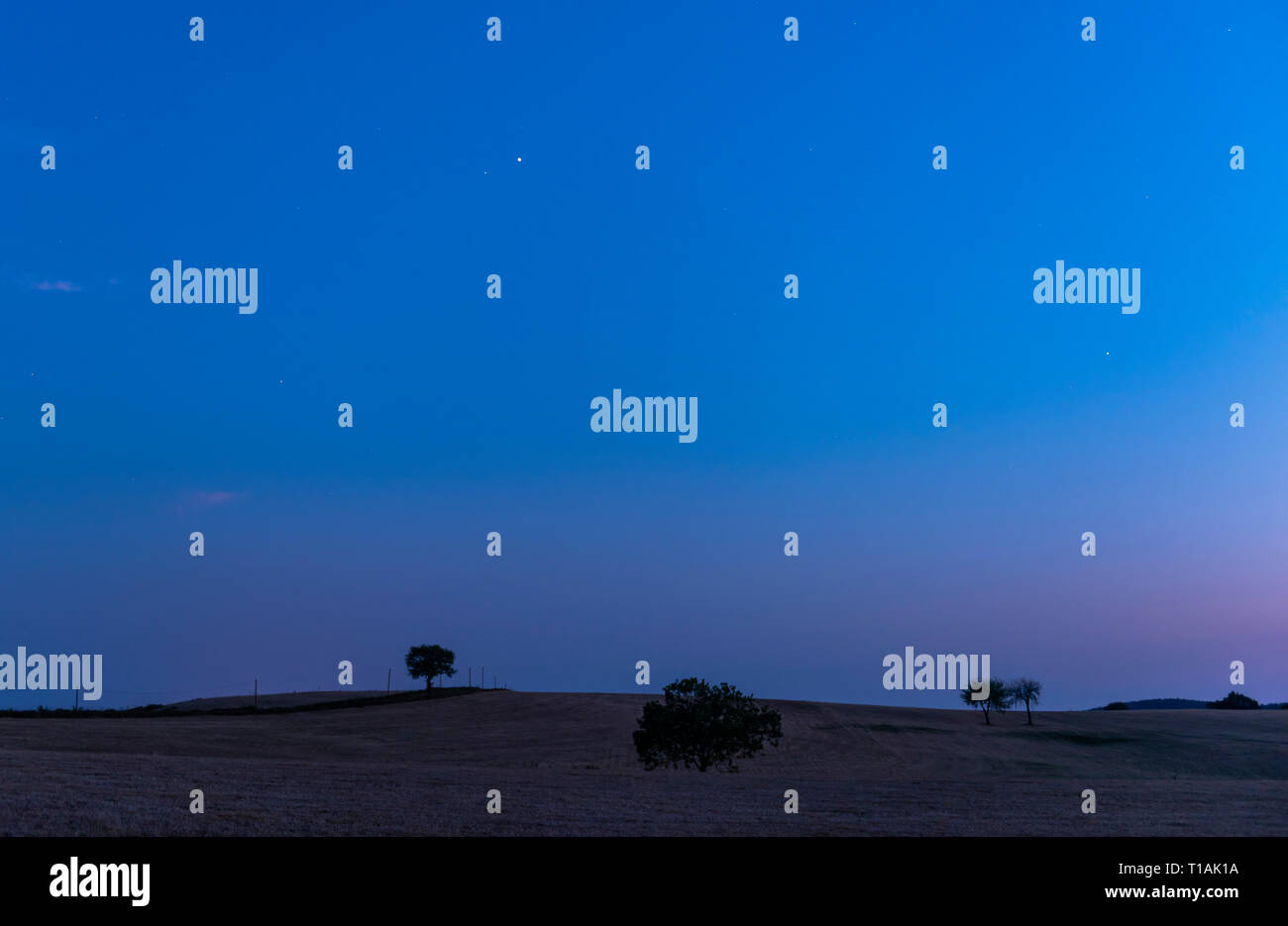Vier Bäume auf einem Feld in Valveron bei Sonnenuntergang, frühe Nacht mit Sternen. Stockfoto