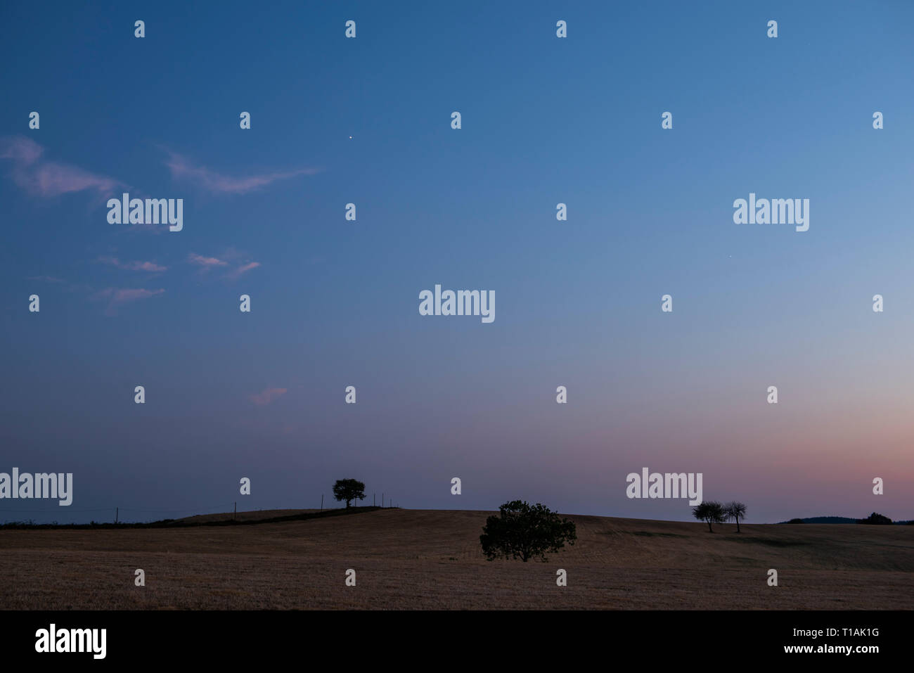 Vier Bäume auf einem Feld in Valveron bei Sonnenuntergang, frühe Nacht mit Stern. Stockfoto