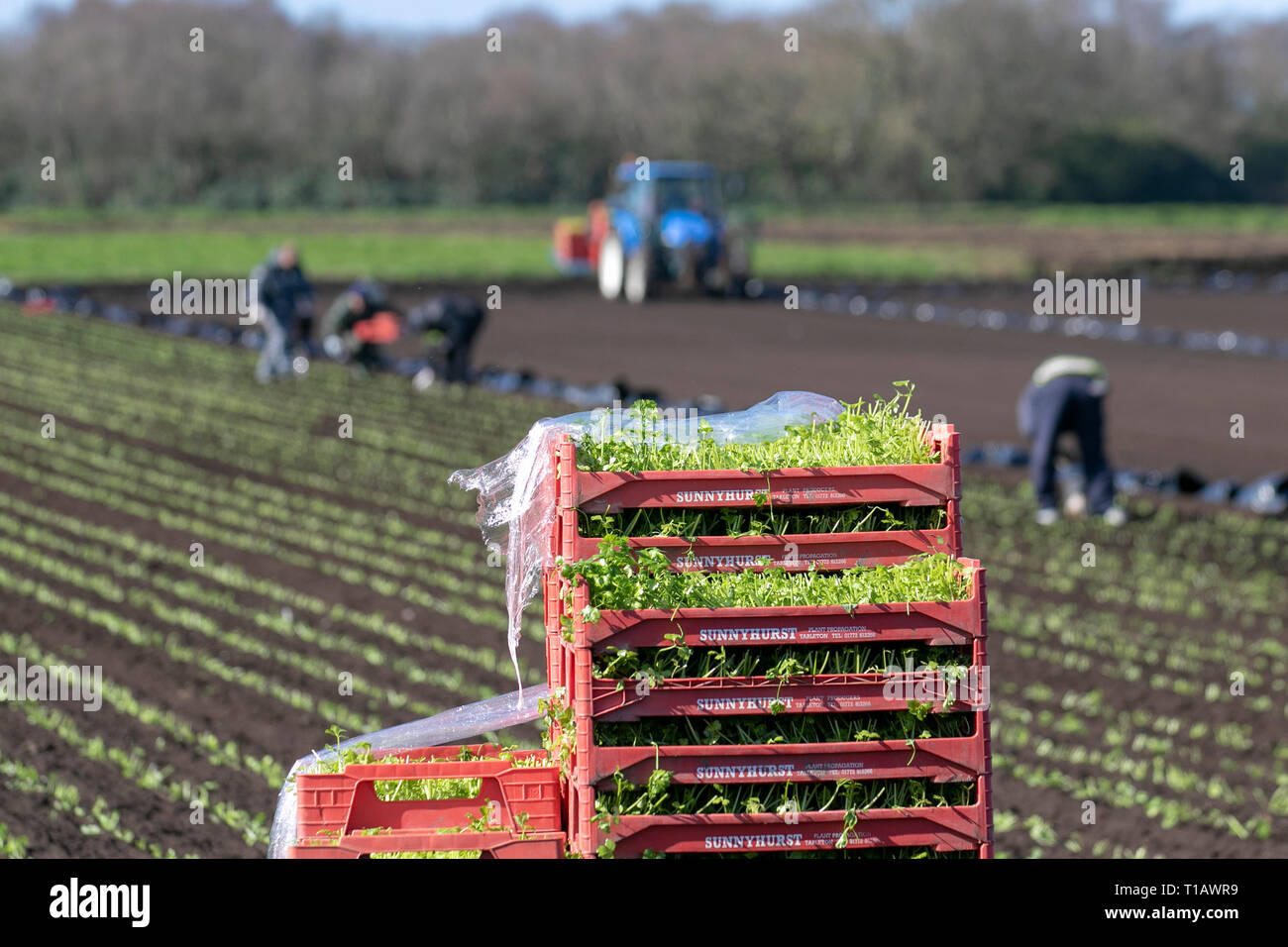 Pflanzen kommerzieller Salatpflanzen von Eisbergsalat in 'The Salad Bowl of Lancashire', einer sehr fruchtbaren Region. Das Gebiet ist ein großer Arbeitgeber von Wanderarbeitern aus der EU. In diesem Jahr nach dem Brexit erwarten die Bauern in diesem Sommer einen Mangel an temporären landwirtschaftlichen Einwanderern, um bei der Gemüseernte zu helfen. Stockfoto