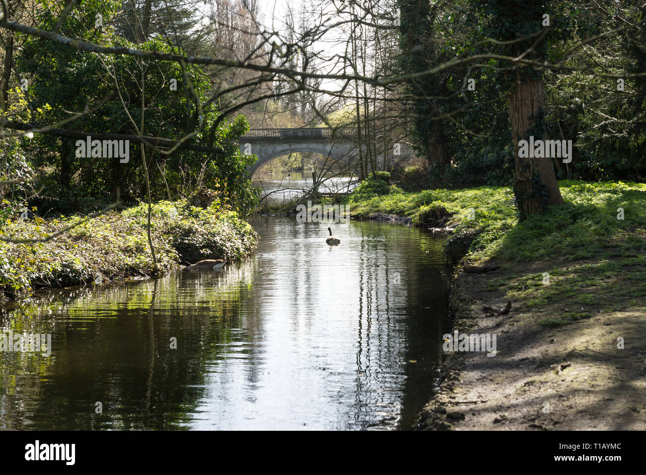 London, Großbritannien. 25 Mär, 2019. Frühling in Chiswick Park, Gänse und Kamelien. Frühlingssonne, Gänse und der weltberühmten Kamelien von Chiswick Park. Credit: Peter Hogan/Alamy leben Nachrichten Stockfoto