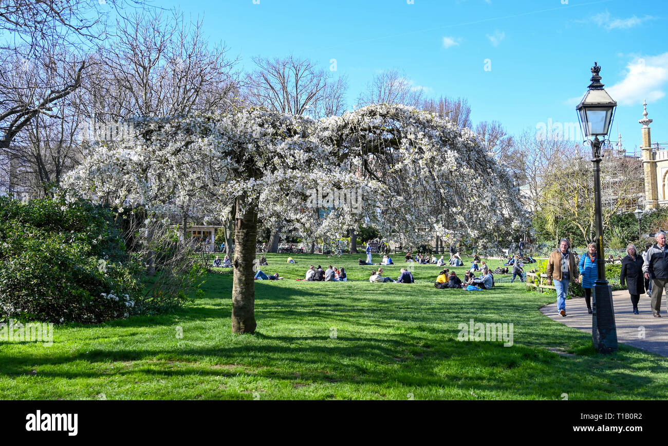 Brighton, UK. 25 Mär, 2019. Besucher genießen die schöne Frühlingssonne und Baum Blüte in Pavilion Gardens heute als die Wettervorhersage bis in Großbritannien in den nächsten Tagen Gutschrift zu warm ist: Simon Dack/Alamy leben Nachrichten Stockfoto