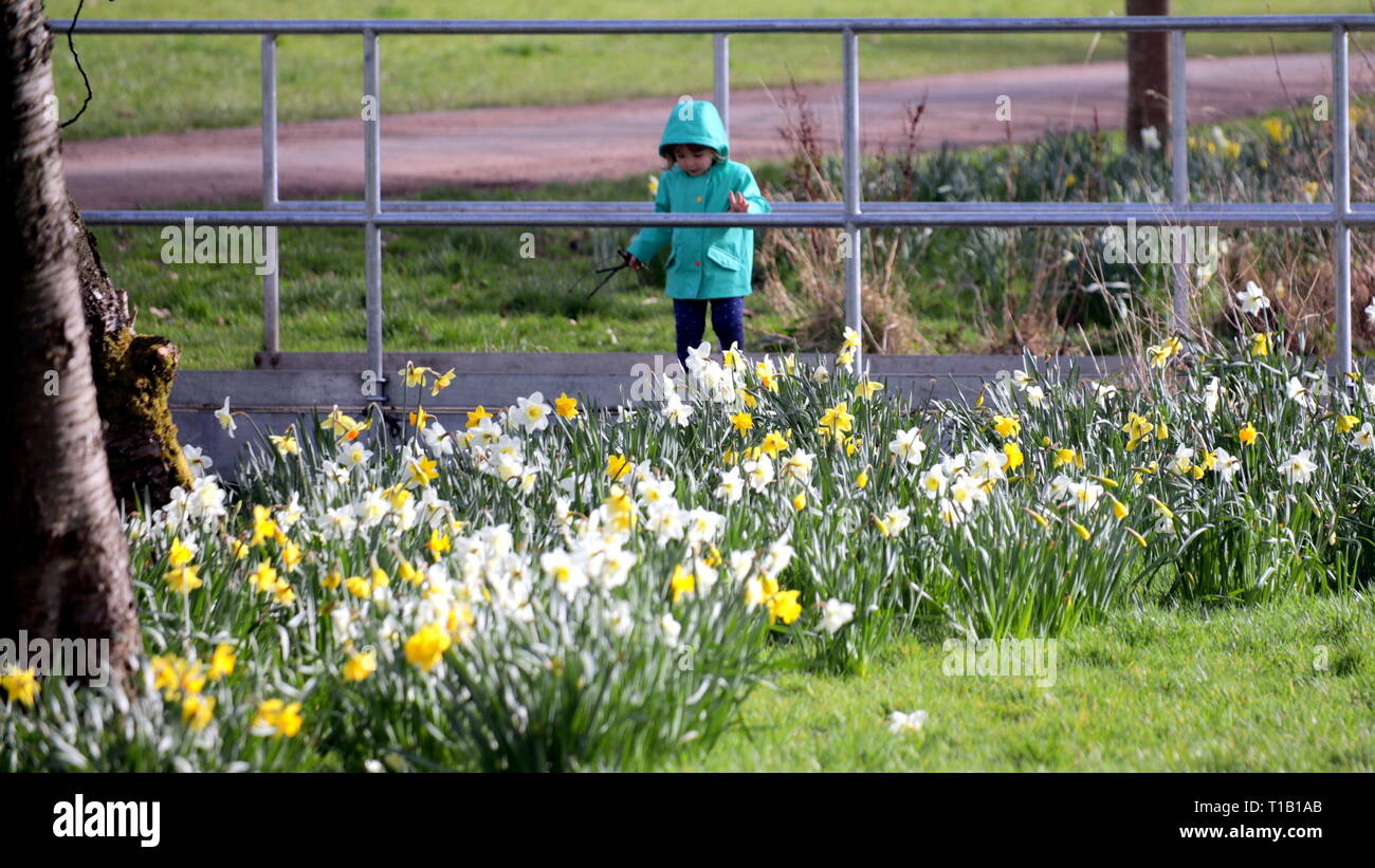 Glasgow, Schottland, UK, 25. März, 2019, UK Wetter: warme Wetter beginnt zu erscheinen mit dem Versprechen einer Afrikanischen plume sah Pooh Sticks unter die Feder in Knightswood park Narzissen. Kredit Gerard Fähre / alamy Leben Nachrichten Stockfoto