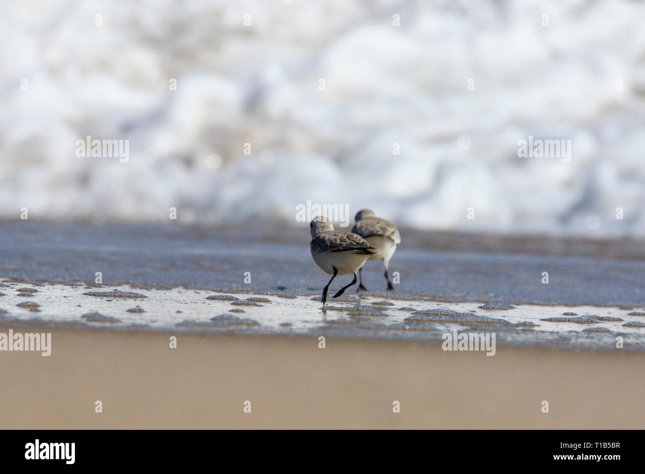 Sanderling (Calidris alba) an einem Sandstrand Stockfoto