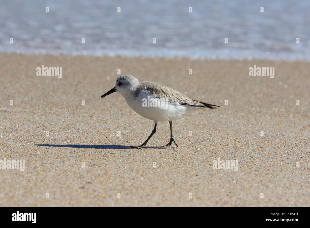Sanderling (Calidris alba) an einem Sandstrand Stockfoto