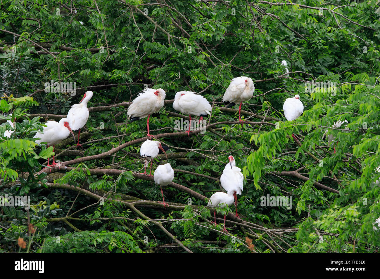 Weiße Ibisse (Eudocimus albus) Nester in einem Baum. Stockfoto