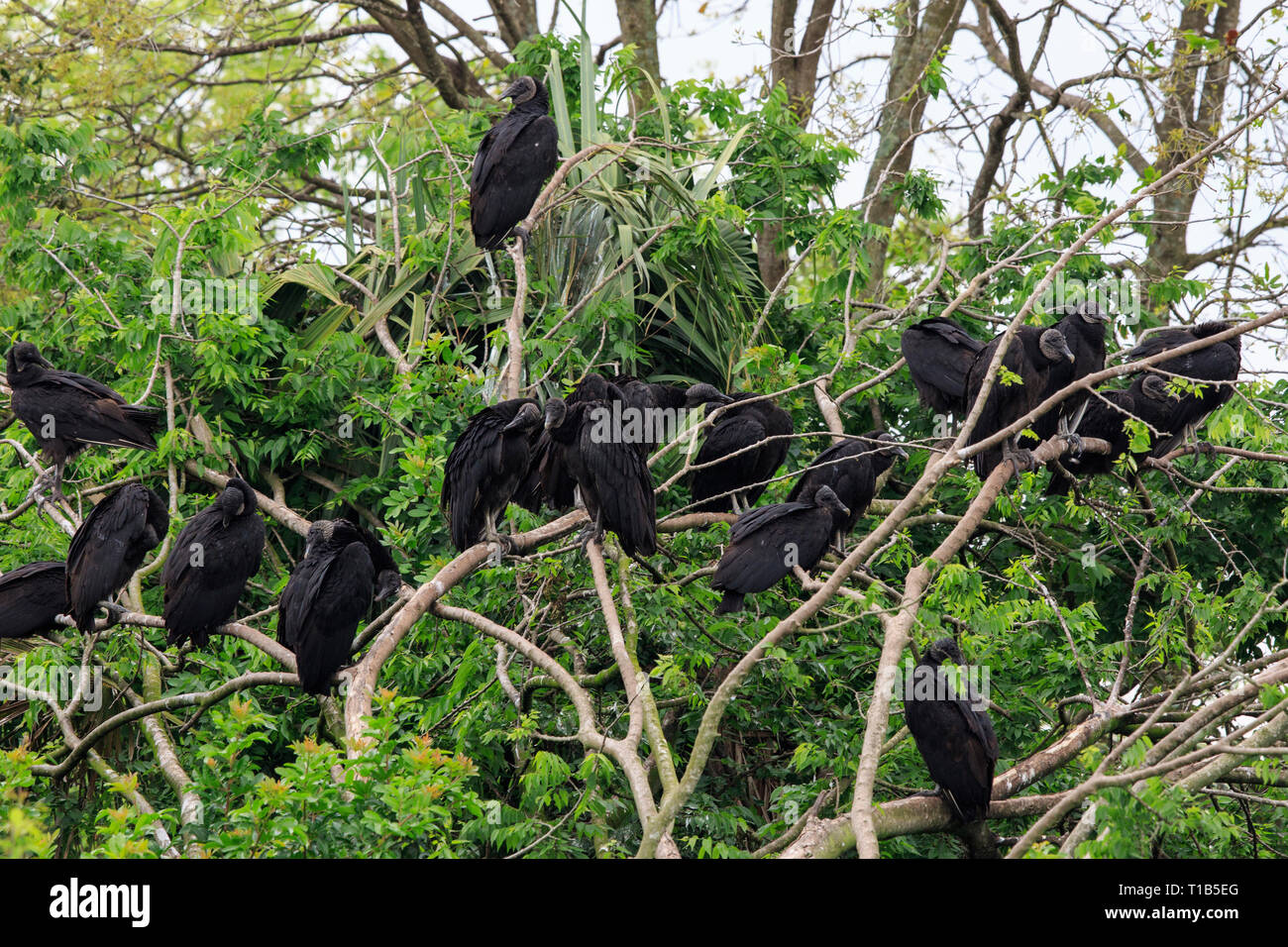 Schwarze Geier (Coragyps atratus) Nester in den Bäumen Stockfoto