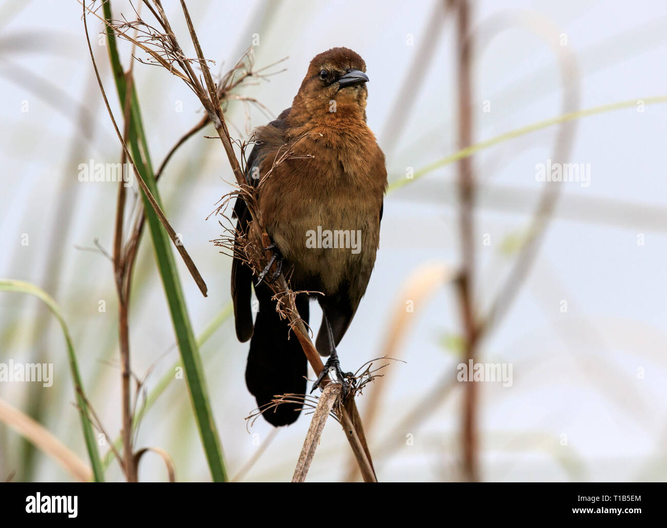Weibliche Boot tailed grackle (Quiscalus major) Stockfoto