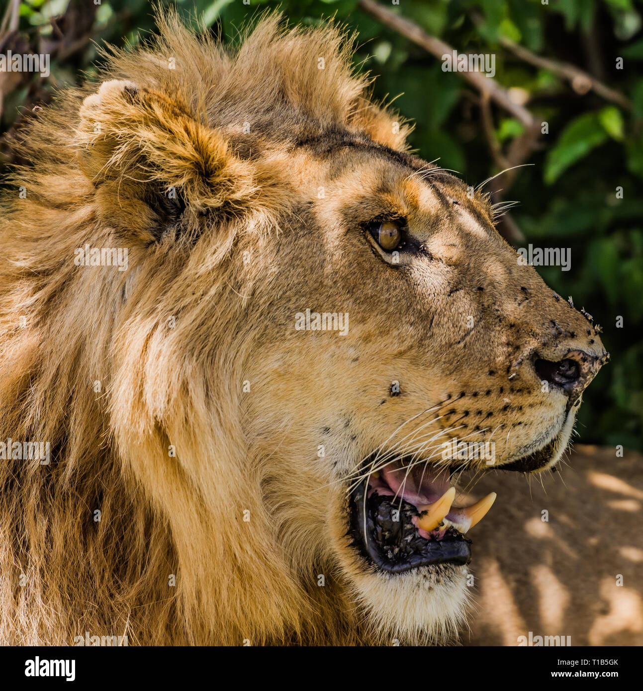 Eine Seitenansicht eines Lion's Head Stockfoto