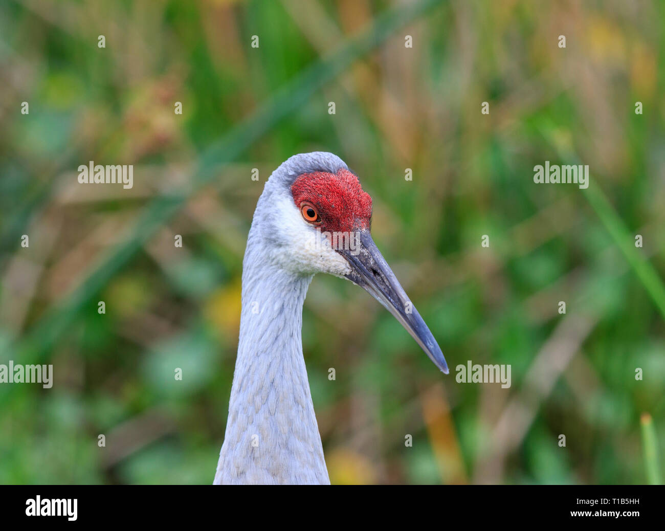 Kopf einer Sandhill Crane (Grus canadensis) Stockfoto