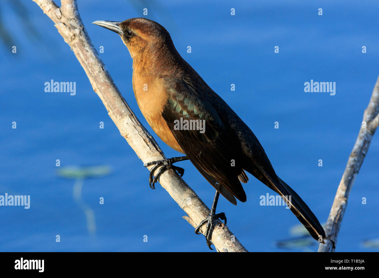 Weibliche Boot tailed grackle (Quiscalus major) Stockfoto