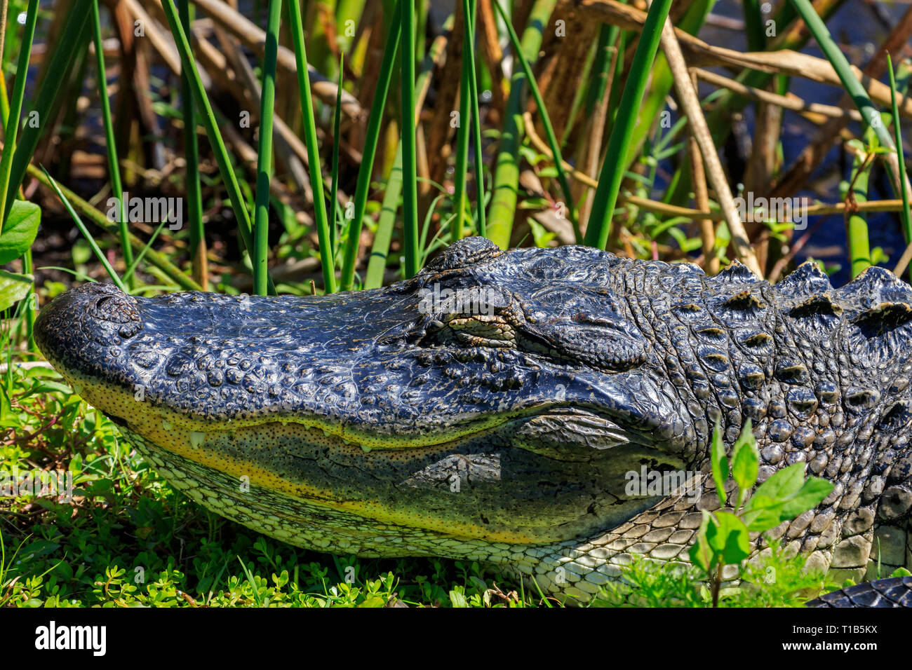 Nahaufnahme des Kopfes eines amerikanischen Alligator (Alligator mississippiensis) Stockfoto