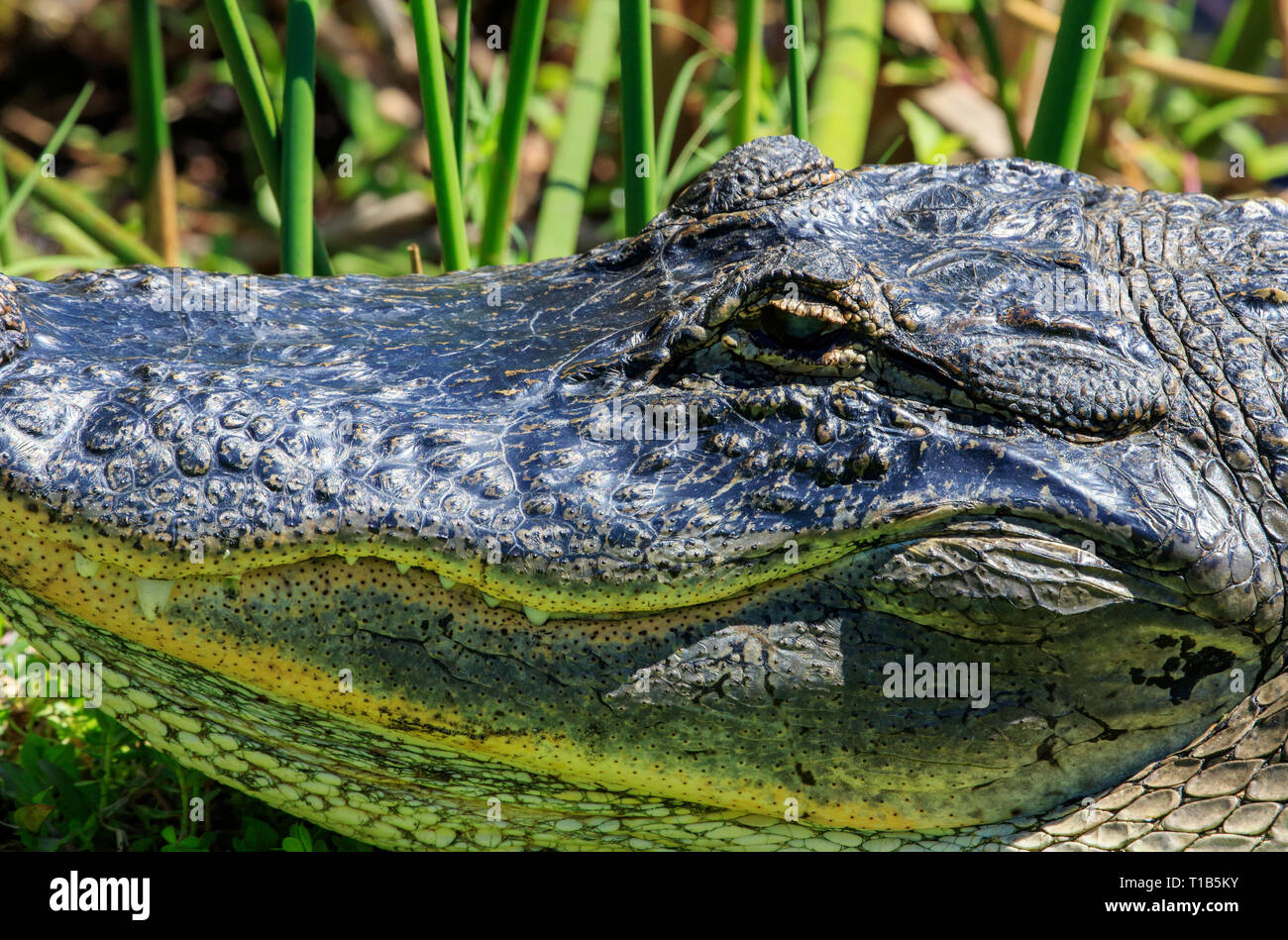 Nahaufnahme des Kopfes eines amerikanischen Alligator (Alligator mississippiensis) Stockfoto