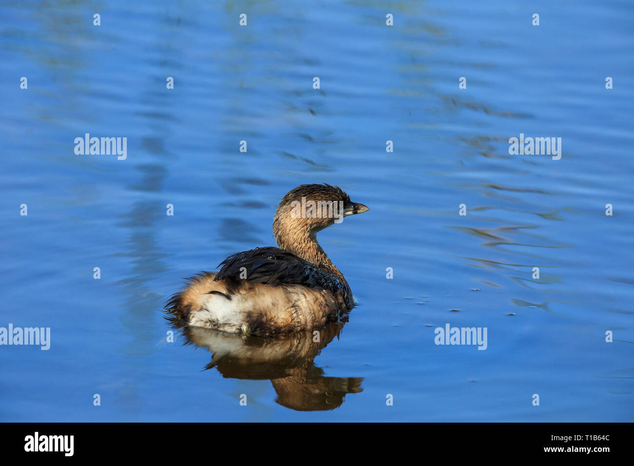 Pied-grebe (Podilymbus podiceps) Schwimmen in Schilf in Rechnung gestellt Stockfoto