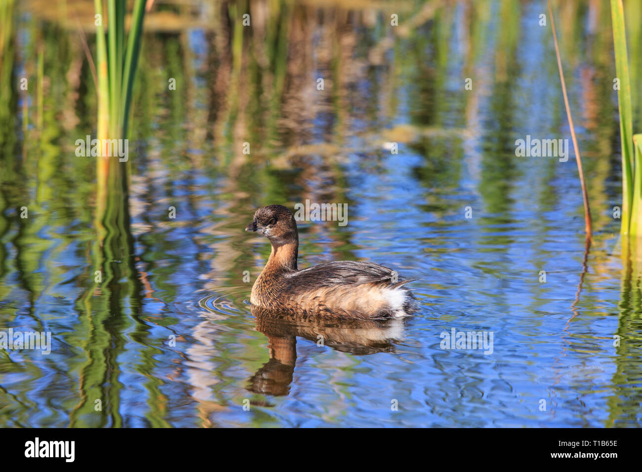 Pied-grebe (Podilymbus podiceps) Schwimmen in Schilf in Rechnung gestellt Stockfoto