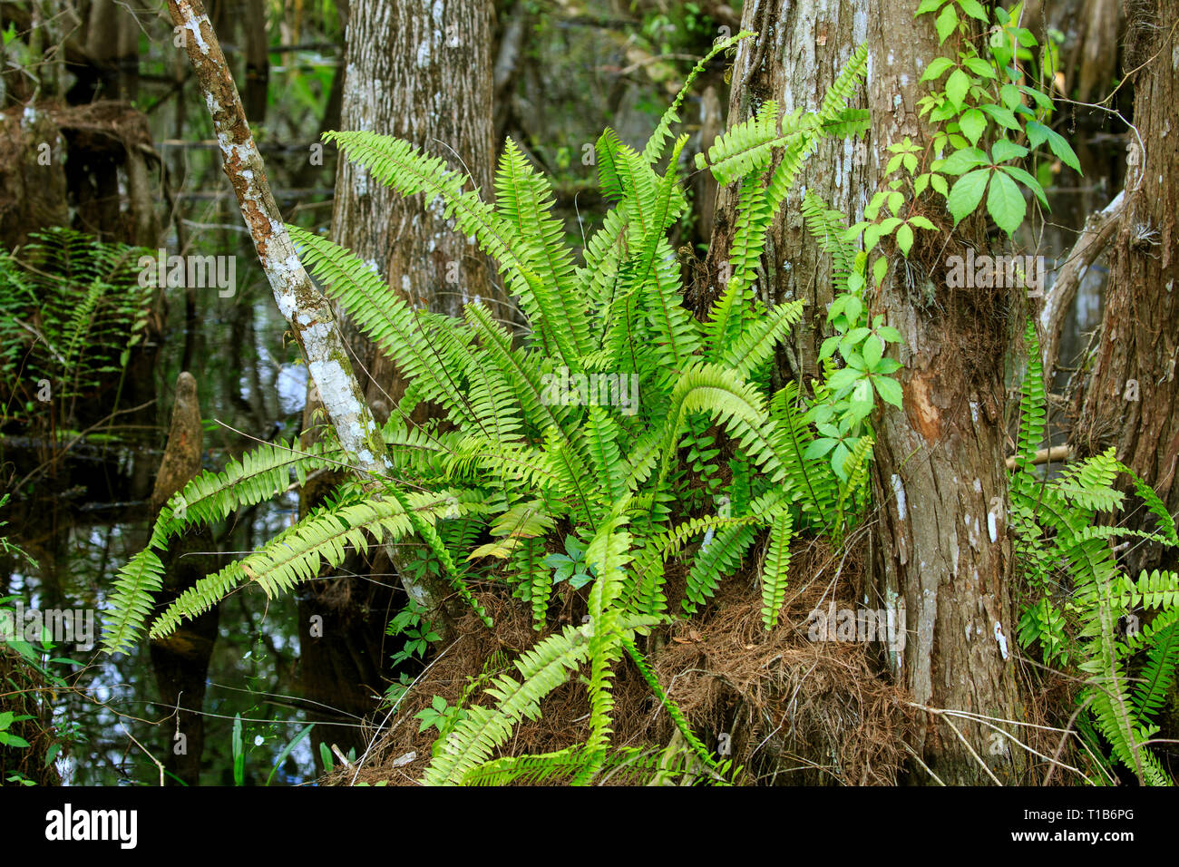 Boston Farn (Nephrolepis exaltata) wild wachsen in Florida Stockfoto