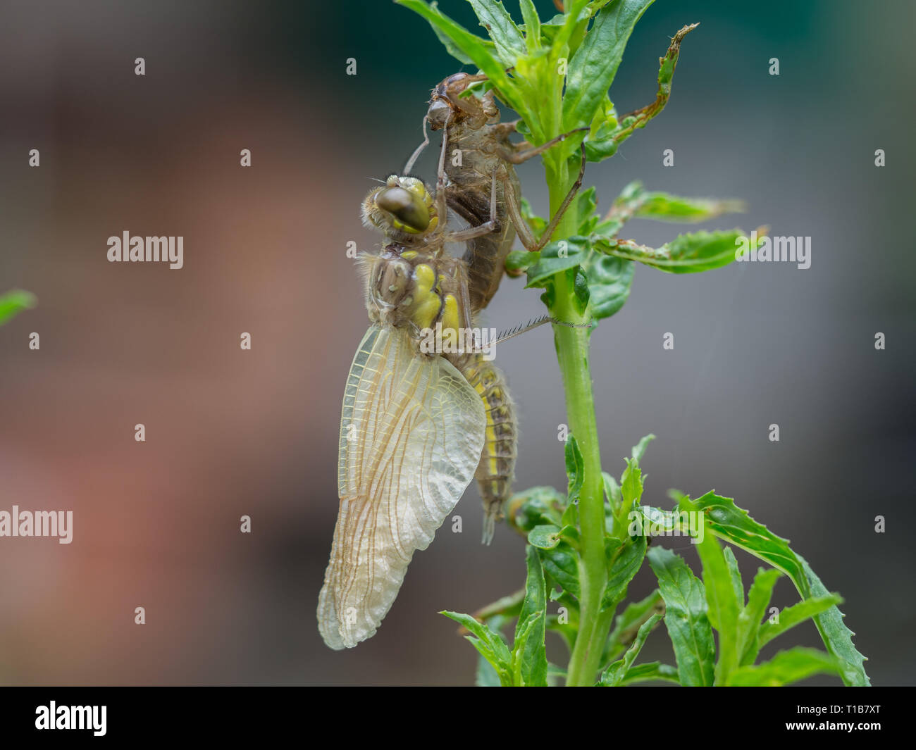Frisch geschlüpfte Libelle Stockfoto