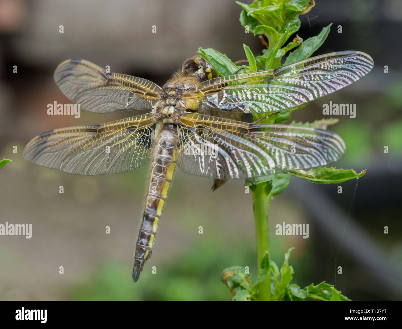 Frisch geschlüpfte Libelle Stockfoto