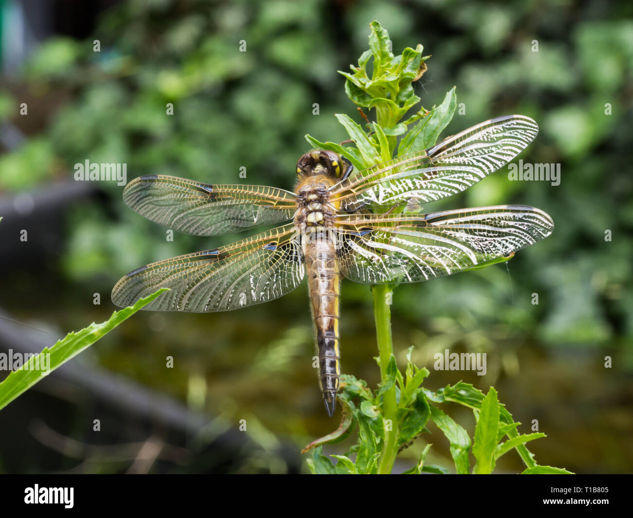 Frisch geschlüpfte Libelle Stockfoto