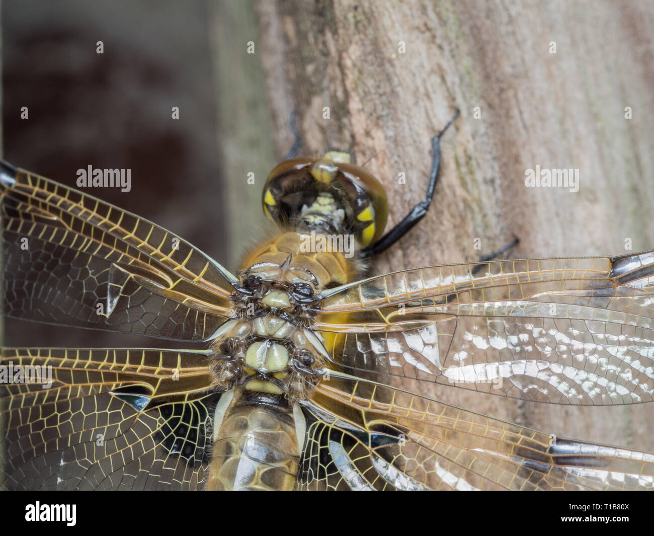 Frisch geschlüpfte Libelle Stockfoto